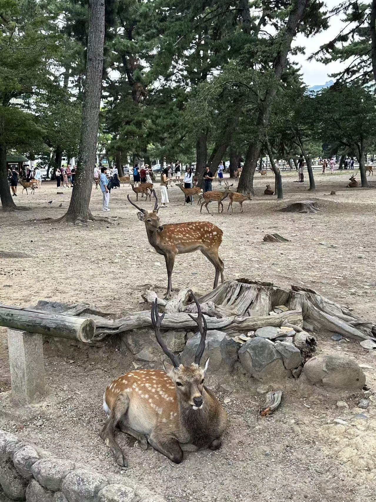 奈良公园